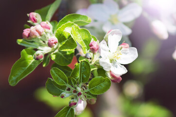 Blooming apple tree in the garden. Close-up, fashionable toning. Beautiful spring background.