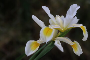 Spring blood branches in amazing colorful splendor
