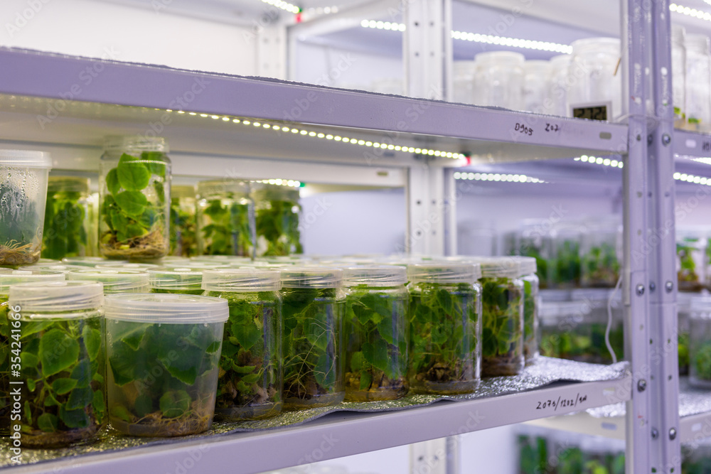 Wall mural Growing paulownia plants under sterile conditions. Micropropagation of flowers and trees in the laboratory under artificial lighting.