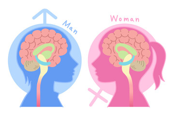 男性脳と女性脳の図表イラスト（心理学・脳のしくみ・背景あり）