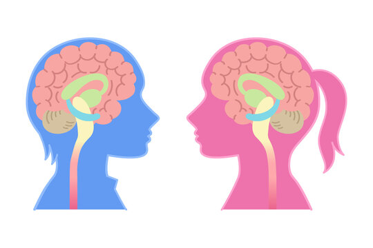 男性脳と女性脳の図表イラスト（心理学・脳のしくみ・背景なし）