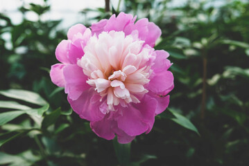 Beautiful fresh purple and white peony flower in full bloom in greenhouse.