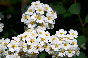 White lilac flowers. Blooming tree.