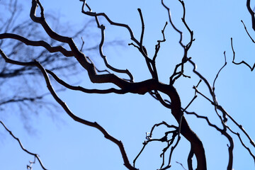 Abstract natural background. Dark curved bare branches of a tree against a blue sky. Side view of dry branches of a tree on a sunny autumn day. Horizontal, close-up, free space.