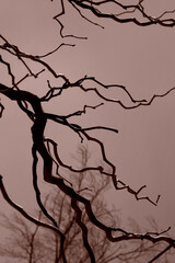 Abstract natural background. Dark curved bare tree branches against the sky. Side view of dry tree branches on a sunny autumn day. Vertical, close-up, free space, toning.