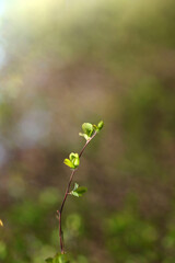 Blurred floral background. Small young green leaves on a branch in the garden. Twig with leaves on a green bokeh background. Vertical, close-up, free space, cropped shot. Concept of the seasons.