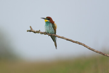 European Bee-Eater - Merops Apiaster on a branch , exotic colorful migratory bird