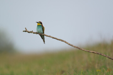European Bee-Eater - Merops Apiaster on a branch , exotic colorful migratory bird
