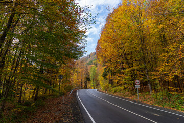 Asphalt road in the autumn forest.