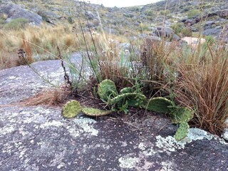 Cactus silvestre