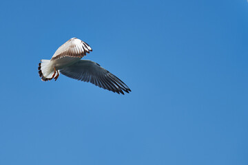 Image of seabirds. Image of seagulls.
