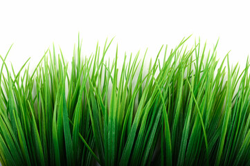 Fototapeta premium Grass isolated on white background