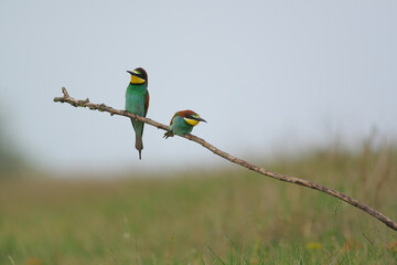 European Bee-Eater - Merops Apiaster on a branch , exotic colorful migratory bird