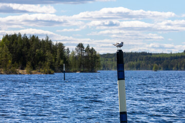 Seagull is sitting on a beacon on lake Päijänne and planning on it's next move