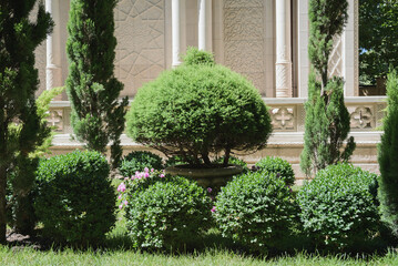 park with green thuja and boxwood topiary bushes, summer stock photo image background