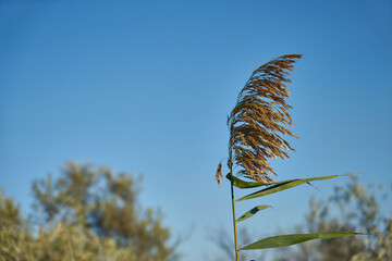 Image of a reed.