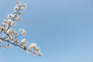 桜_0011_背景_コピースペース