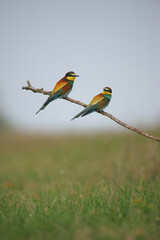 European Bee-Eater - Merops Apiaster on a branch , exotic colorful migratory bird