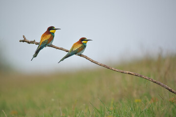 European Bee-Eater - Merops Apiaster on a branch , exotic colorful migratory bird