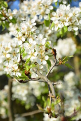 Weiße Kirschblüten an einem Ast im Frühling bei Volkach Franken