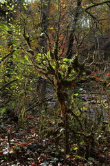 Fototapeta premium Trees overgrown with moss. Fairy Trees.