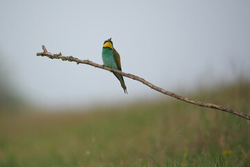 European Bee-Eater - Merops Apiaster on a branch , exotic colorful migratory bird