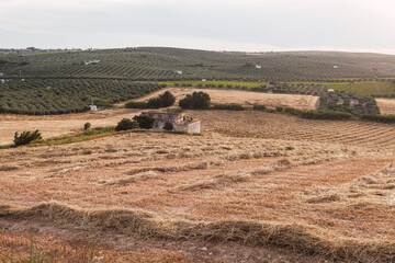 Harvested wheat field in the Andalusian countryside.