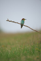 European Bee-Eater - Merops Apiaster on a branch , exotic colorful migratory bird