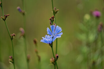 Common chicory (Cichorium intybus, plant)