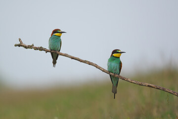 European Bee-Eater - Merops Apiaster on a branch , exotic colorful migratory bird