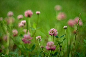 Clover or trefoil (plant, flower)