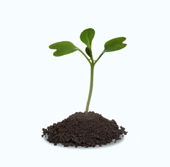 Young plant in soil isolated on white background
