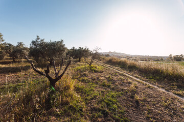Path in the countryside in the afternoon with town in the background.