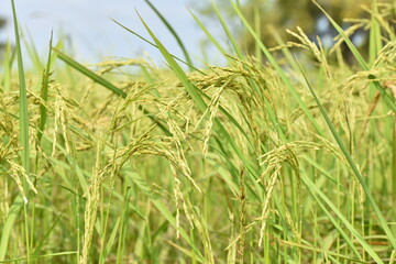 close up of yellow green rice field.