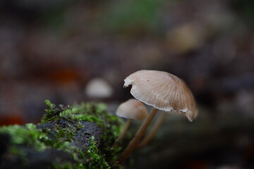 Sch&ouml;ner Pilz in der Nahaufnahme auf einem Ast mit Moos