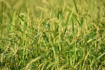 close up of yellow green rice field.