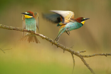 European Bee-Eater - Merops Apiaster on a branch , exotic colorful migratory bird