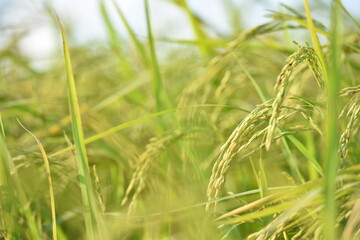 Fototapeta na wymiar close up of yellow green rice field.