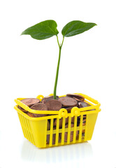 Money growth concept;Money coin in mini shopping basket with tree growing,business and finance concept