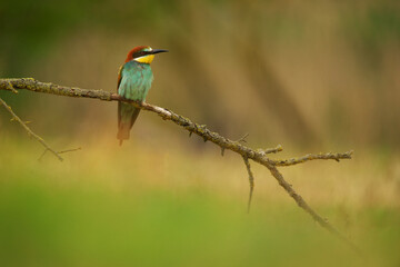 European Bee-Eater - Merops Apiaster on a branch , exotic colorful migratory bird