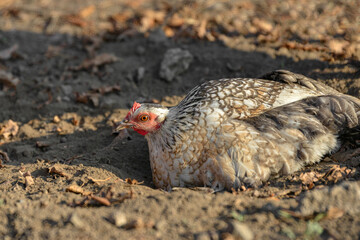 A laying hen sits in the ground on a ranch.