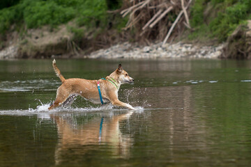 Cane nel fiume