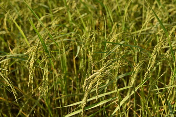 close up of yellow green rice field.