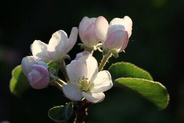 opening flowers of a blooming Apple tree close-up against the background of the sunset, low depth of field