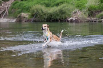 Cane nel fiume