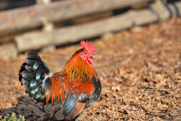 An ordinary multi-colored rooster walks around the garden.