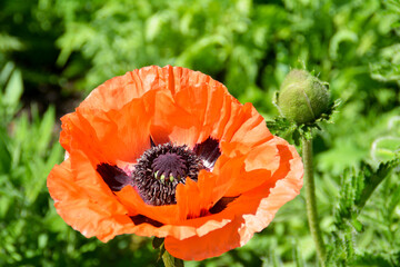 gro&szlig;e Mohnblume, Nahaufnahme, Bl&uuml;ten