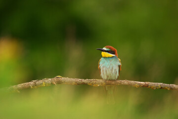 European Bee-Eater - Merops Apiaster on a branch , exotic colorful migratory bird