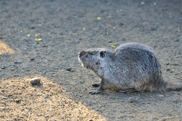Nutria at the zoo eating food lying on the ground.