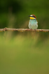 European Bee-Eater - Merops Apiaster on a branch , exotic colorful migratory bird